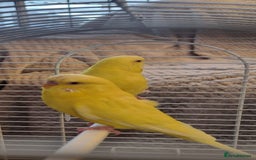 Budgerigars birds for sale: Budgies lutino for sale  - Image 11