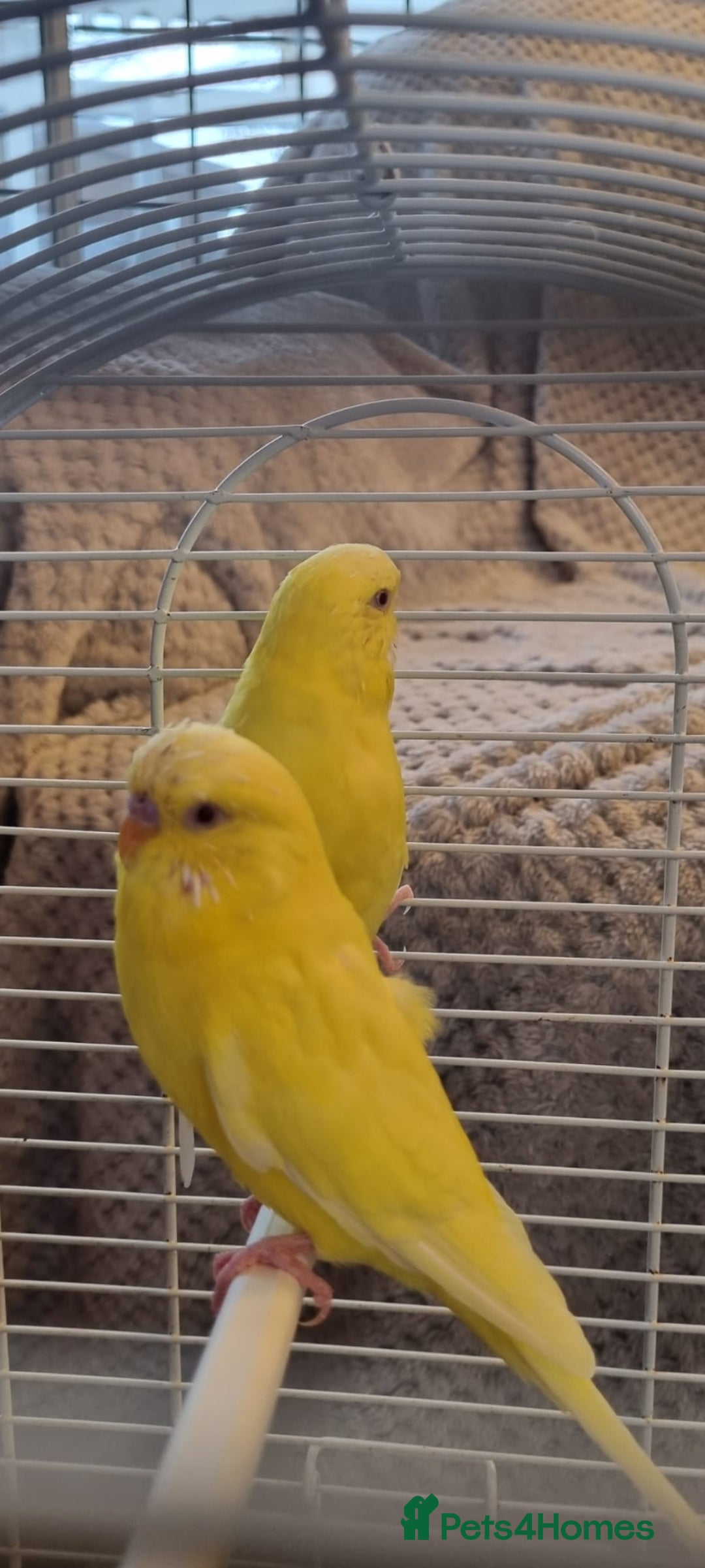 Budgerigars birds for sale: Budgies lutino for sale  - Image 11