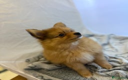 Pomeranian dogs for sale: XS Pomeranian puppy boy  - Image 2