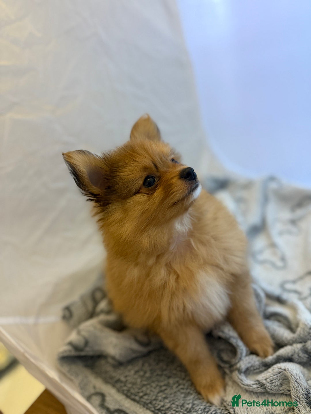 Pomeranian dogs for sale: XS Pomeranian puppy boy  - Image 2