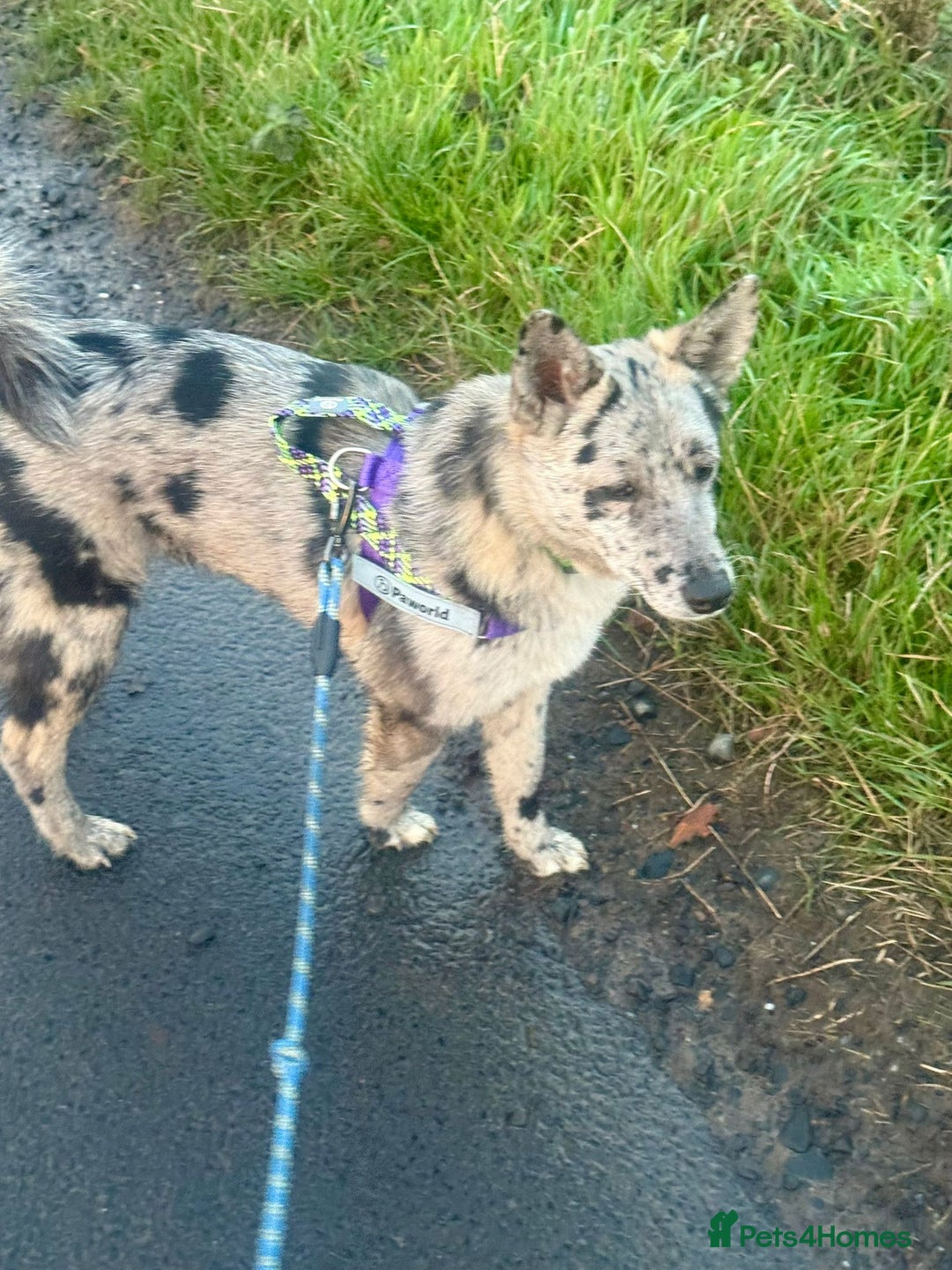 Mixed Breed dogs for adoption: 💙🐶 NICK(8 month) & ❤️🐶 MAILY (1 year)  - Advert 10