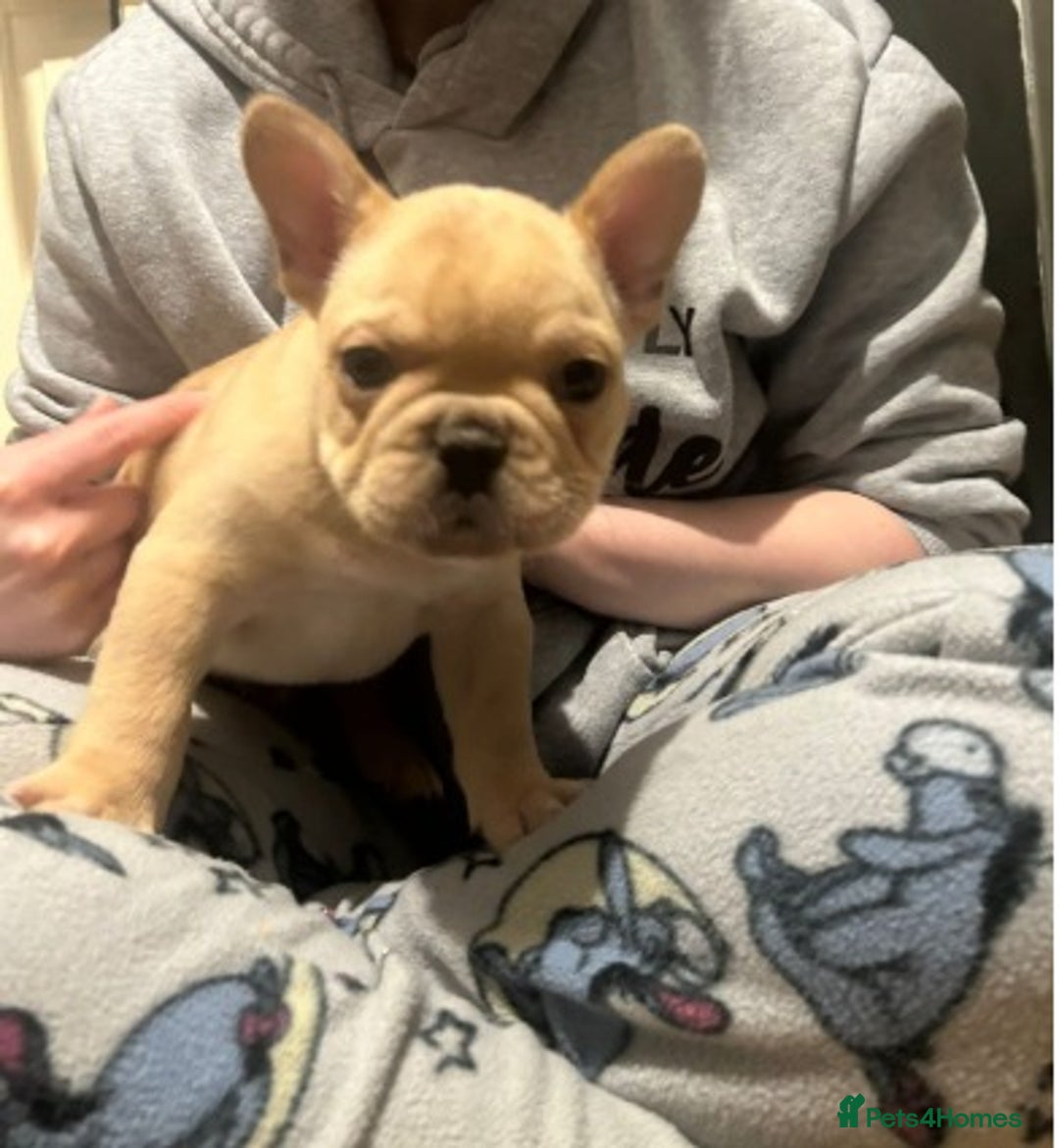 French Bulldog dogs for sale: Stunning French Bulldog Puppies for Sale  - Advert 6