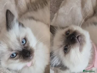 Ragdoll cats 1 Ragdoll Girl left / Parents health tested 💖 - Advert 3