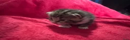 Mixed Breed cats for sale: Fabulous kittens for sale! - Advert 4