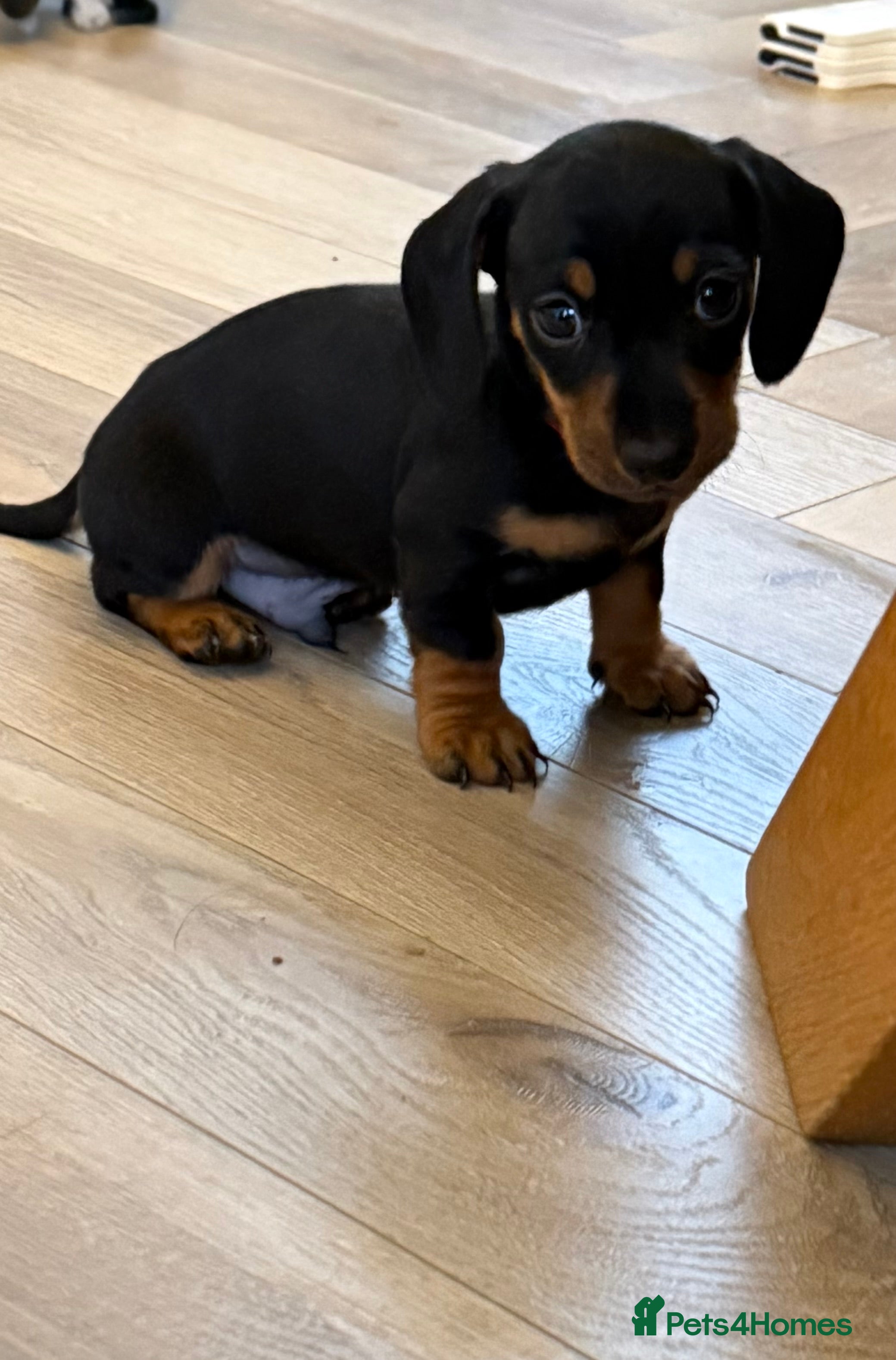 Miniature Dachshund dogs Black and Tan Miniature Dachshund Puppies  - Advert 1
