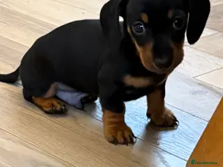 Miniature Dachshund dogs Black and Tan Miniature Dachshund Puppies - Advert 1