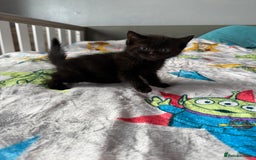 Ragdoll cats for sale: Ragdoll x British shorthair kittens - Advert 3