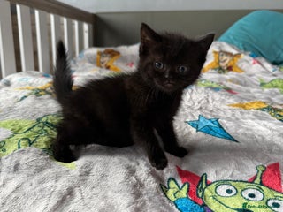 Ragdoll cats Ragdoll x British shorthair kittens - Advert 5