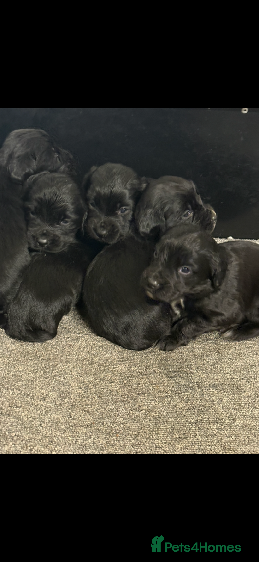 Cocker Spaniel dogs for sale: Kennel club registered cocker puppies - Advert 7
