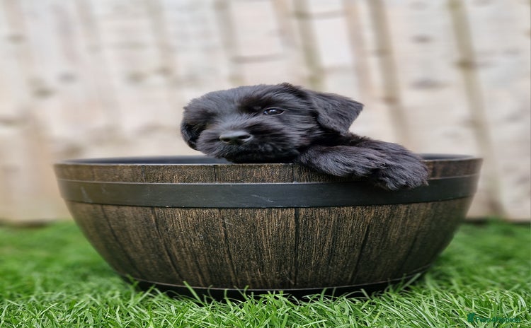 Giant Schnauzer dogs - Advert 1