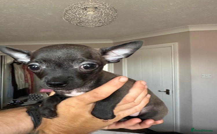 Chihuahua dogs - Advert 10
