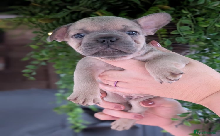 French Bulldog dogs - Advert 12