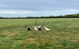 Ducks poultry for sale: 3 x male Indian runner ducks - Image 3