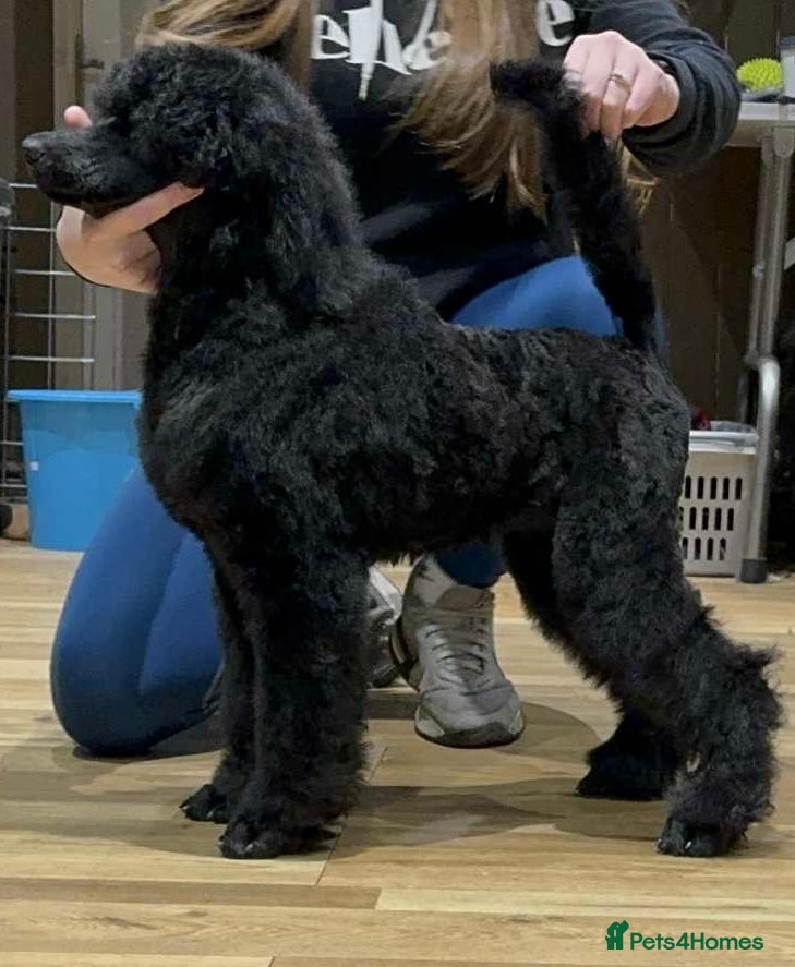 Standard Poodle dogs Champion sired standard poodles  - Advert 5