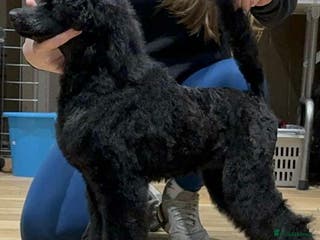 Standard Poodle dogs Champion sired standard poodles - Advert 5
