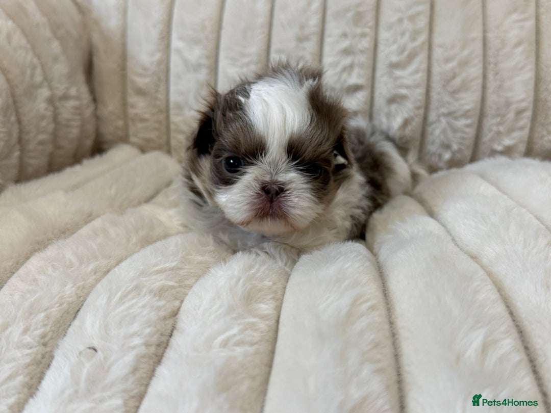 Shih Tzu dogs for sale: Exquisite Imperial Shih Tzu Puppies  - Image 10