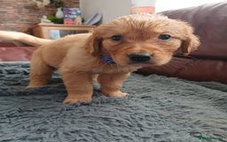 Golden Retriever dogs for sale: 🐾 Golden Retriever Puppies – Ready Soon! 🐾 - Image 32