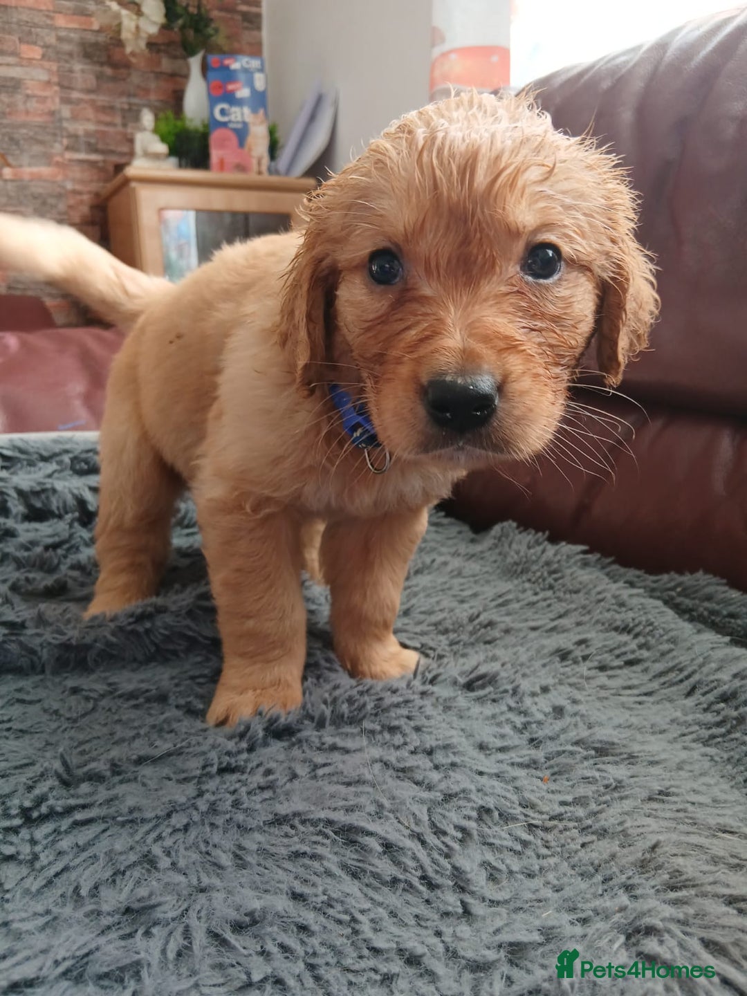 Golden Retriever dogs for sale: 🐾 Golden Retriever Puppies – Ready Soon! 🐾 - Image 32