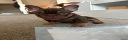 French Bulldog dogs for sale:  MASSIVELY REDUCED AGAIN!!READY TO LEAVE-frenchies - Advert 18