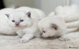 Ragdoll cats for sale: BLUE POINT RAGDOLL KITTENS - Image 4
