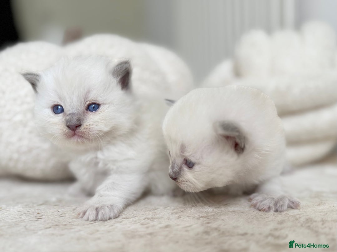 Ragdoll cats for sale: BLUE POINT RAGDOLL KITTENS - Image 4