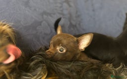 Chorkie dogs for sale: Chorkie puppies for forever homes  - Image 29