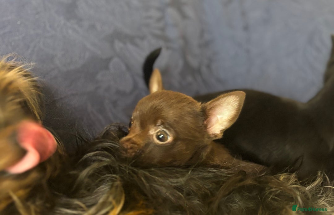 Chorkie dogs for sale: Chorkie puppies for forever homes  - Image 29