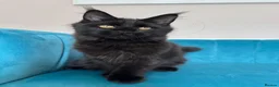 Maine Coon cats for sale: TICA Pedigree Registered Maine Coon Kittens - Advert 21