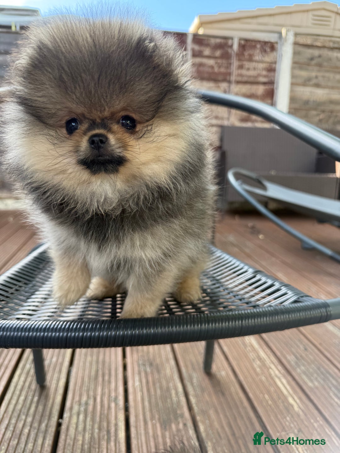 Pomeranian dogs for sale: Last female teddy face Pomeranian  - Image 13