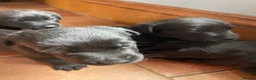 Mixed Breed dogs for sale: Gorgeous litter of jackadors  - Advert 5