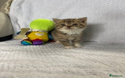 British Shorthair cats for sale: Gorgeous British shorthairs - Image 21