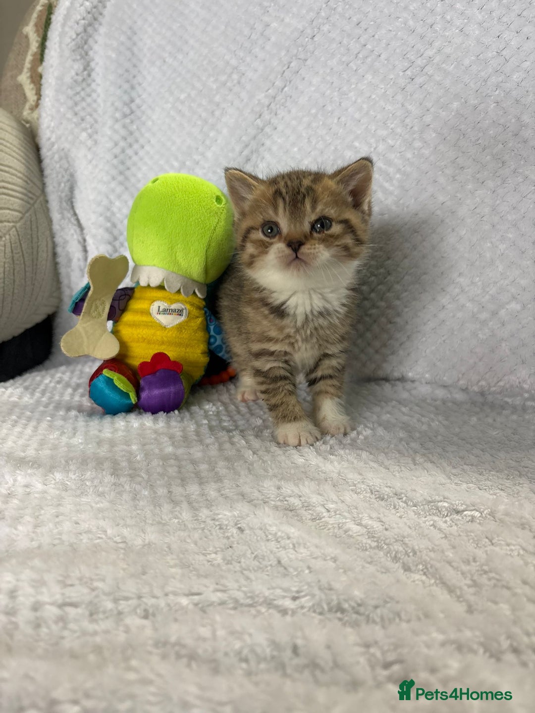 British Shorthair cats for sale: Gorgeous British shorthairs - Image 21