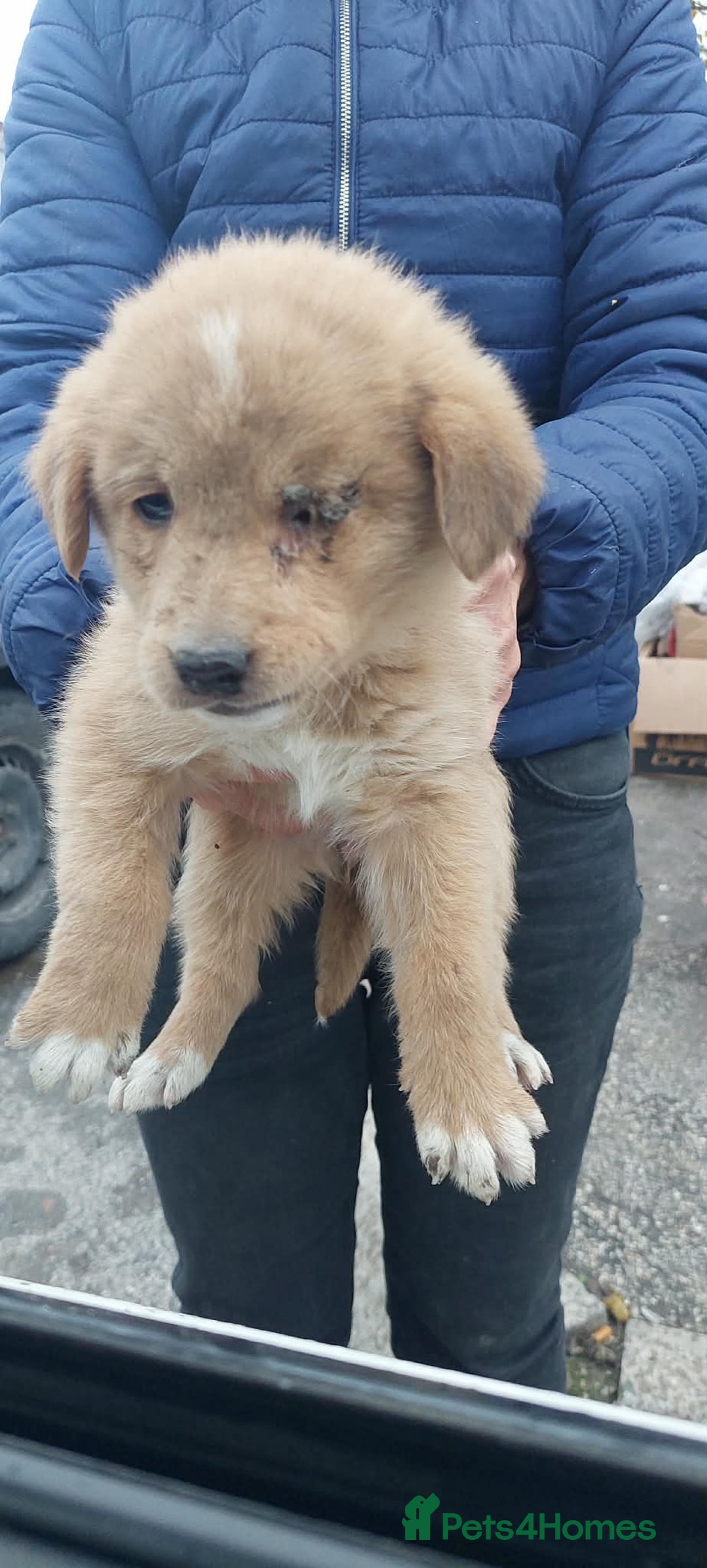 Mixed Breed dogs for adoption: Puppy 4.5 months Macedonian rescue  - Advert 1