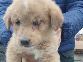 Mixed Breed dogs Puppy 4.5 months Macedonian rescue - Advert 1