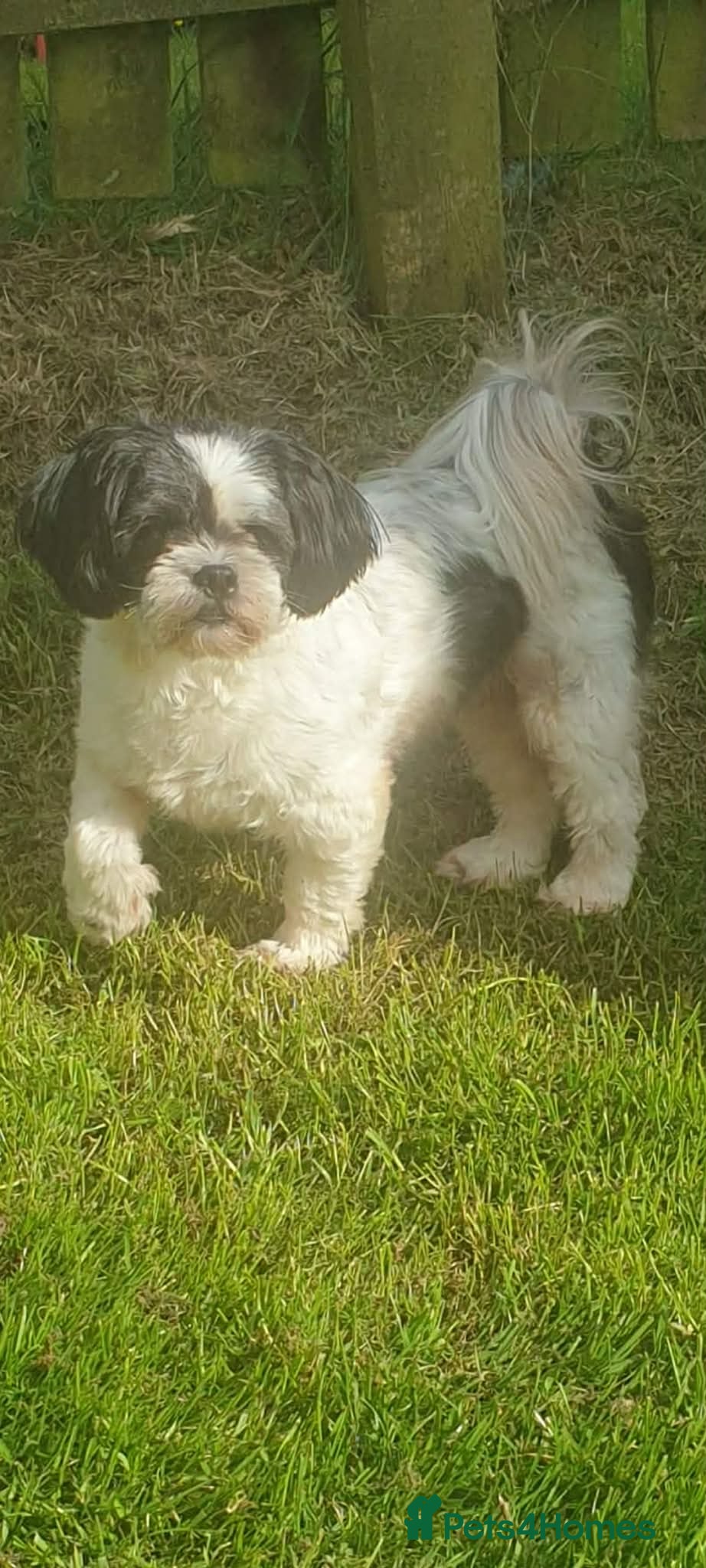 Lhasa Apso dogs Lhasa pups for sale - Advert 5