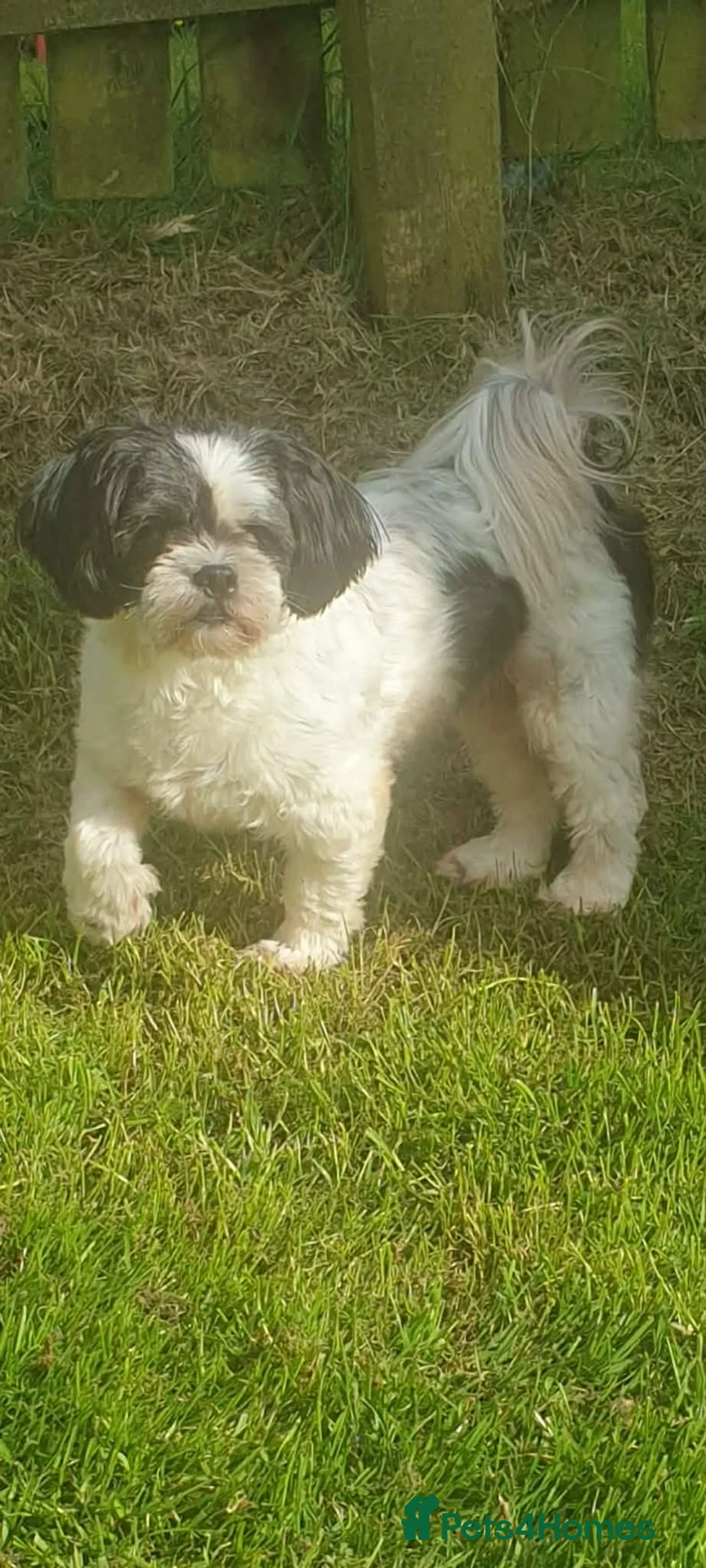 Lhasa Apso dogs for sale: Lhasa pups for sale - Advert 1