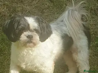 Lhasa Apso dogs Lhasa pups for sale - Advert 6