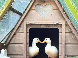 Ducks poultry - Advert 17
