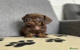 Dachshund dogs for sale: Miniature Dachshund puppies  - Image 10