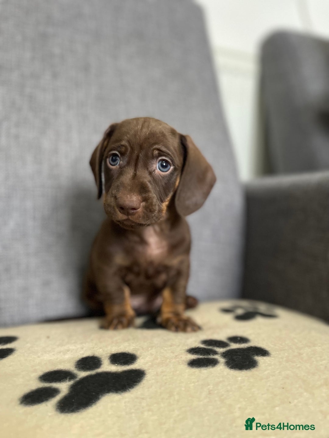 Dachshund dogs for sale: Miniature Dachshund puppies  - Image 10