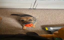 Border Terrier dogs for stud: Benji, boarder terrier stud dog  - Image 11