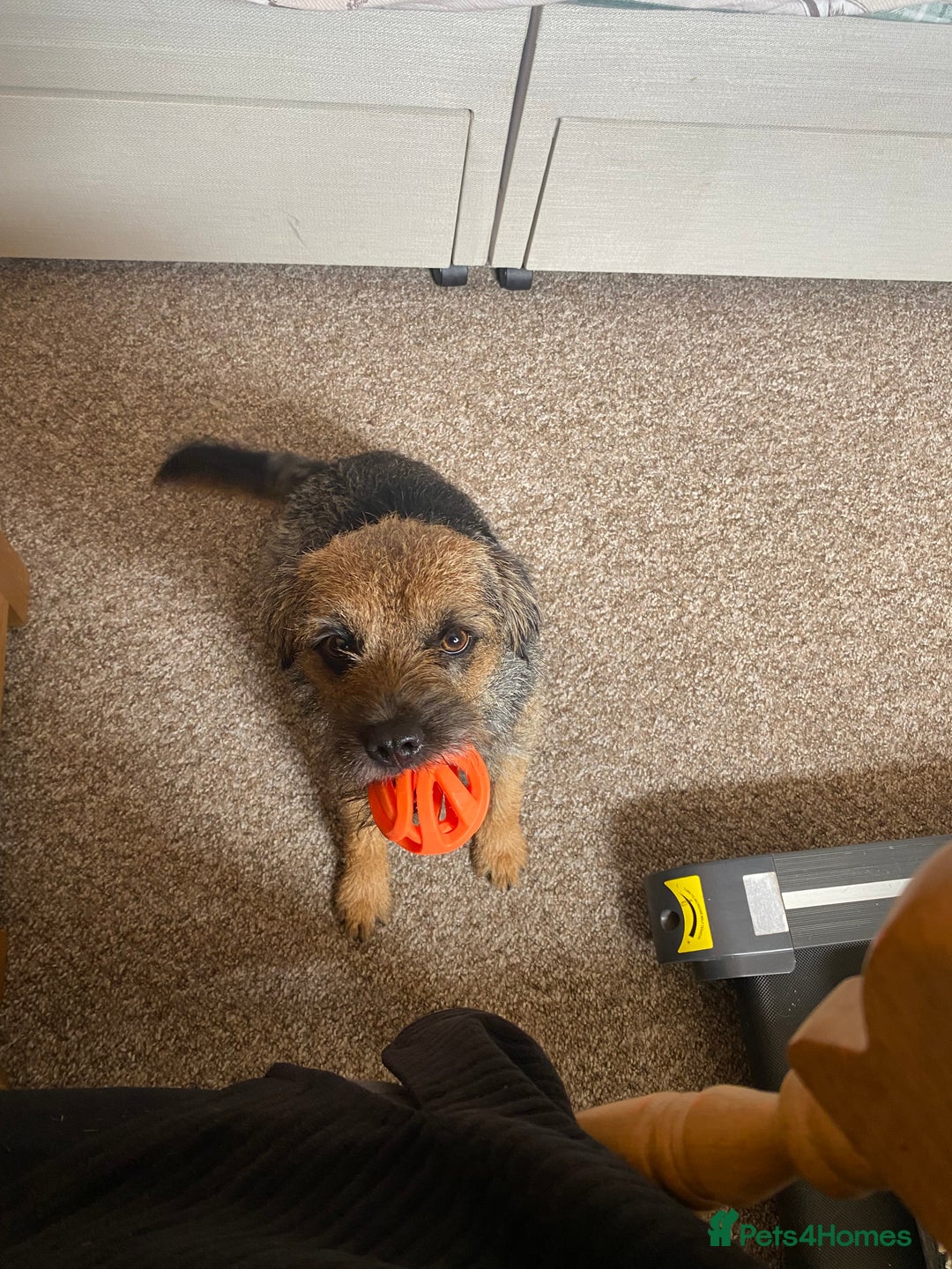 Border Terrier dogs for stud: Benji, boarder terrier stud dog  - Image 11
