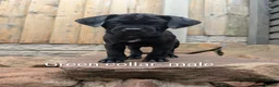 Cane Corso dogs for sale: Cane corso puppies  - Advert 33
