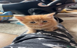 Mixed Breed cats for sale: 4 kittens 2 male 2 female  - Image 8