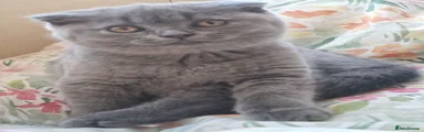 Scottish Fold 2