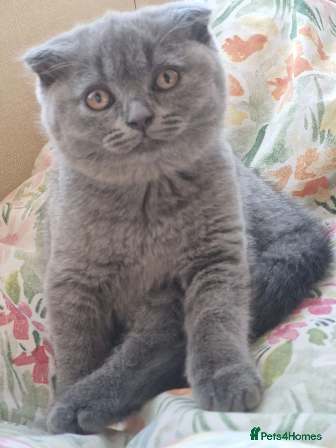 Scottish Fold cats for sale: 2 Scottish Fold girls🩷 - Advert 11