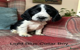 Cocker Spaniel dogs for sale: KC registered, health tested, show type puppies  - Image 17