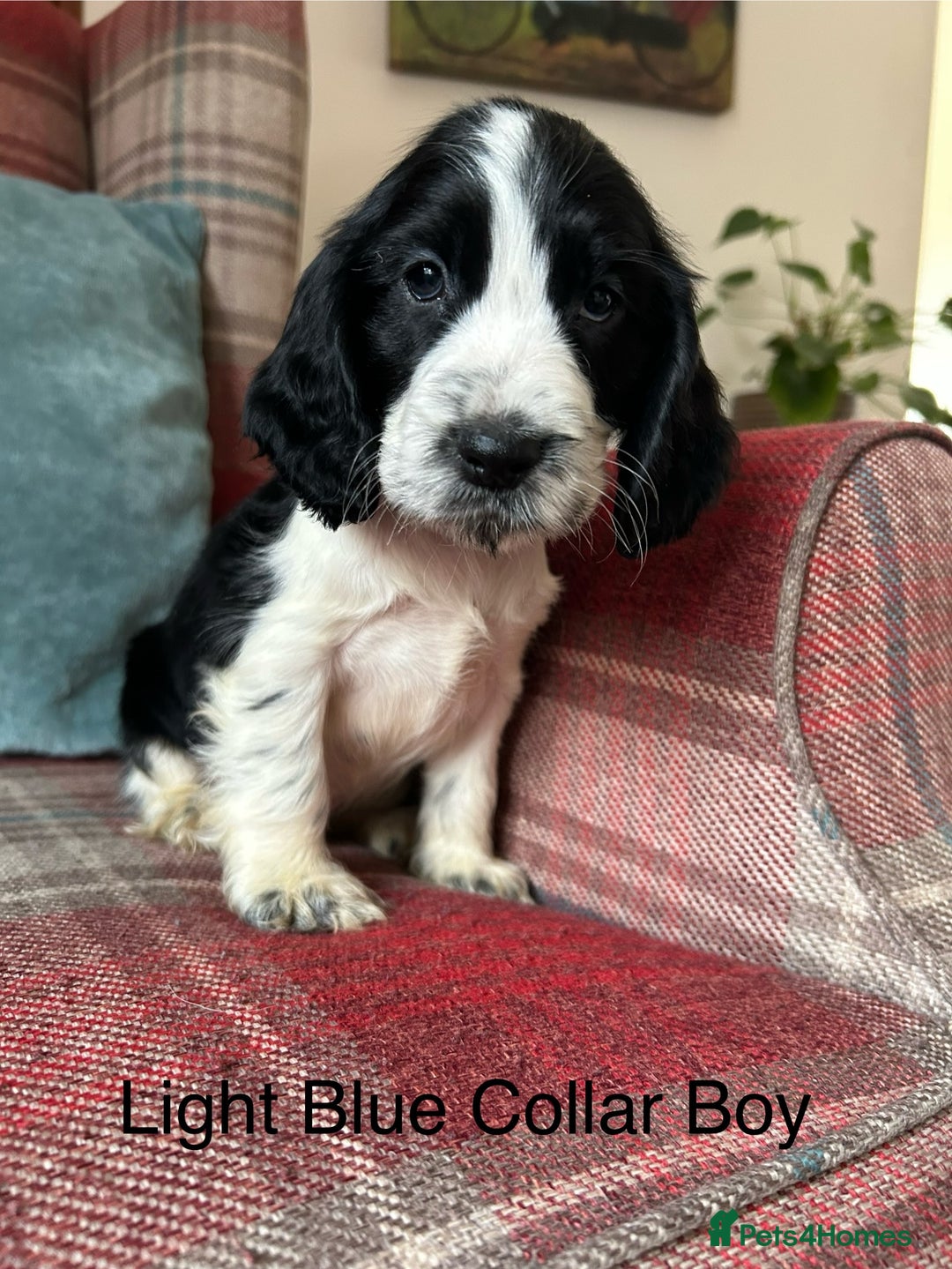 Cocker Spaniel dogs for sale: KC registered, health tested, show type puppies  - Image 17