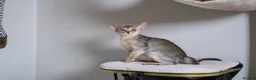 Abyssinian cats for sale: Bonbon – Ready Now | Exceptional Silver Abyssinian - Advert 6