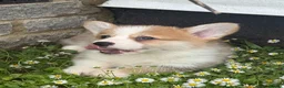 Welsh Corgi Pembroke dogs for sale: Fully Vac, KC Papers Ready, waiting to love YOU!! - Advert 17
